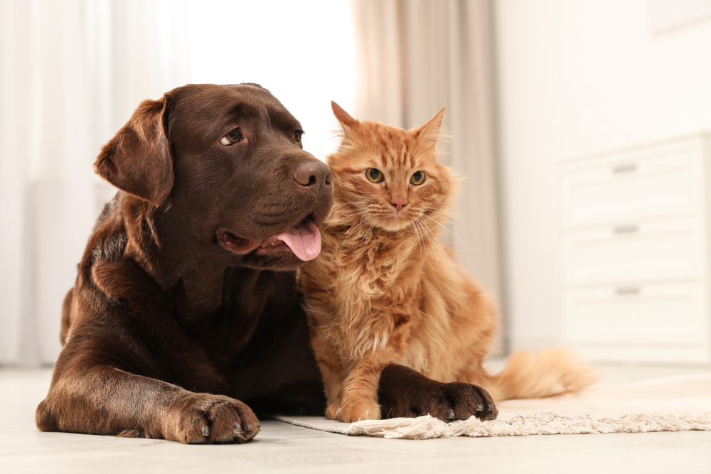 4 HVAC Maintenance Tips for Pet Owners