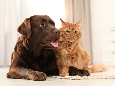4 HVAC Maintenance Tips for Pet Owners